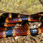 Manuel Antonio National Park (Costa Rica) - Coral Snake © Stephan Stamm