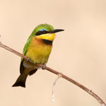 Chobe NP (Savuti) - Little Bee-eater