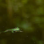 BirdLife La Sauge, Vaud (Switzerland) - Green Frog     © Stephan Stamm