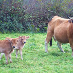 Vaca raza Asturiana de los Valles con sus terneros