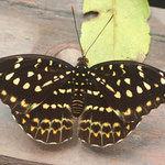 Common archduke - female. (Lexias pardalis)