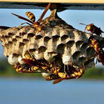 Paper wasp - sometimes called Umbrella wasp. We get these every spring attracted to Palm flowers