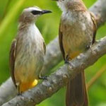 Yellow-vented bulbul (Pycnonotus goiavier) Almost daily visitors and always in pairs