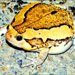 Banded Bullfrog (Kaloula pulchra)