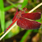 Red-veined darter (Sympetrum fonscolombi)