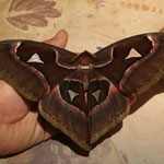 Giant Philippine silk moth  (Attacus lorquinii)