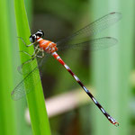 Rhinagrion philippinum