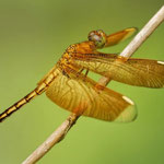Neurothemis manadensis