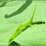 Slant-faced grasshopper (Atractomorpha psittacina psittacina)