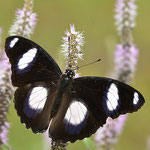 Danaid eggfly (Hypolimnas misippus)