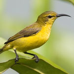 Olive-backed sunbird - Female (Cinnyris jugularis) At some times of the year sits on our windowsill early morning and sings beautifully