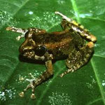 Luzon forest frog (Platymantis luzonensis) In our garden throughout the rainy season
