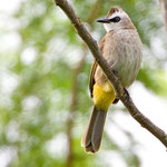 Yellow-vented bulbul (Pycnonotus goiavier) Almost daily visitors and always in pairs