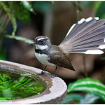 Philippine pied fantail (Rhipidura nigritorquis) Everyday visitor to our garden