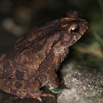 Philippine toad (Ingerophrynus philippinicus) In our garden throughout the rainy season