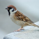 Eurasian Tree Sparrow