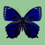 Ptychandra ohtanii male