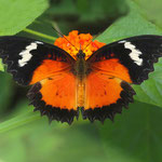 Malay lacewing (Cethosia-hypsea)