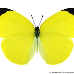 Tree yellow (Gandaca harina)