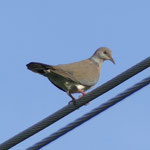 The Philippine collared dove (Streptopelia dusumieri)
