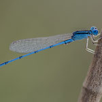 Blue riverdamsel (Pseudagrion microcephalum)