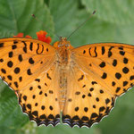 Indian fritillary (Argyreus hyperbius sagada) male