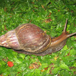 Giant African snail (Achatina fulica)