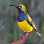 Olive-backed sunbird - Male (Cinnyris jugularis) At some times of the year sits on our windowsill early morning and sings beautifully