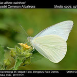 Common albatros butterfly (Appias albinia)