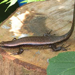 Common sun skink (Eutropis multifasciata)