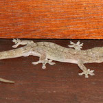 Common house gecko (Hemidactylus frenatus)