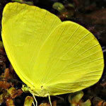 Tree yellow (Gandacia harina - subspecies mindanaensis)
