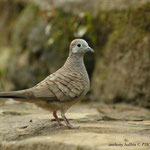 Zebra dove (Geopelia striata)