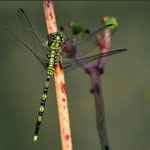 Chalky percher - female (Diplacodes trivialis)