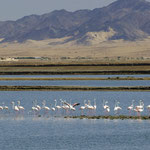 Flamingoes Near Jeddah