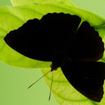 Siamese Black Prince - Male (Rohana parisatis pseudosiamensis)