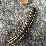 Yellow spotted millipede (Harpaphe haydeniana) Lots in the rainy season. They eat leaf litter