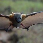 Lesser short-nosed fruit bat (Cynopterus brachyotis) Visits neighbours tree that borders our garden wall