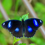 Blue moon butterfly (Hypolimnas bolina kezia)
