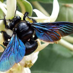 Tropical carpenter bee (Xylocopa latipes)