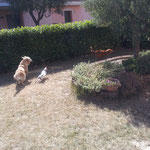 Zeus,Leone e Kira