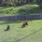 Tobia, Jimmy, Pluto e Luna