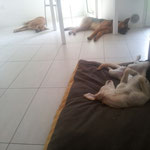 Penny, Vicky e Kira