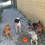 Bach, Kira, Penny e Vicky