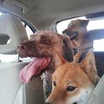 Maya, Ross e Kira