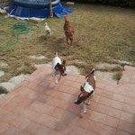Lucy, Leone,Winnie e Kira