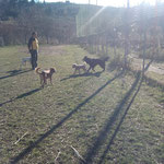 Bach, Kira, Chicco e Shiko sotto la supervisione di Hemil :-)