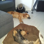 Eolo , Kira e Molly