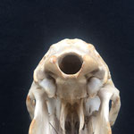 Abb. 11B, Schädel des normalen Tieres, ventral, Detail Hinterhauptloch