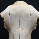 Abb. 10B, Schädel des normalen Tieres, dorsal, Detail der Durchtrittsöffnungen auf den Stirnbeinen